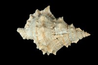 藏品(紅口蛙螺)的圖片